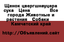 Щенок цвергшнауцера сука › Цена ­ 25 000 - Все города Животные и растения » Собаки   . Камчатский край